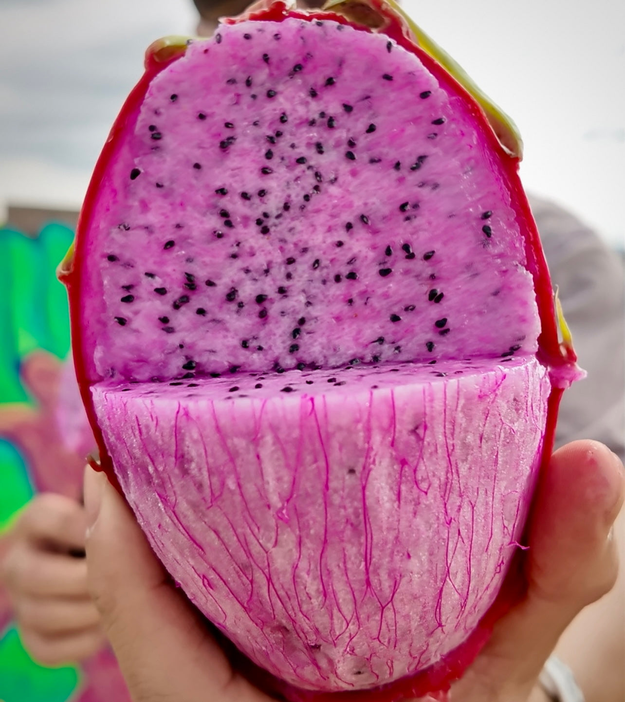 Gateway Pack (4 Dragon Fruit Varieties)