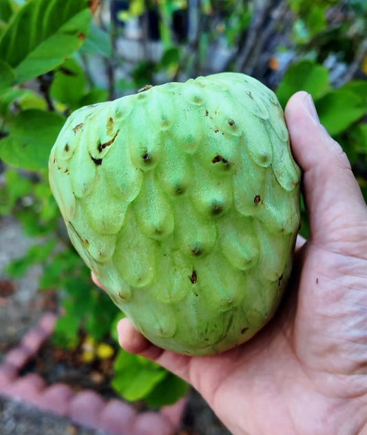 🍈 5 lb Farm-Fresh Cherimoya Sampler Box – California Grown (Perfect Intro Box)