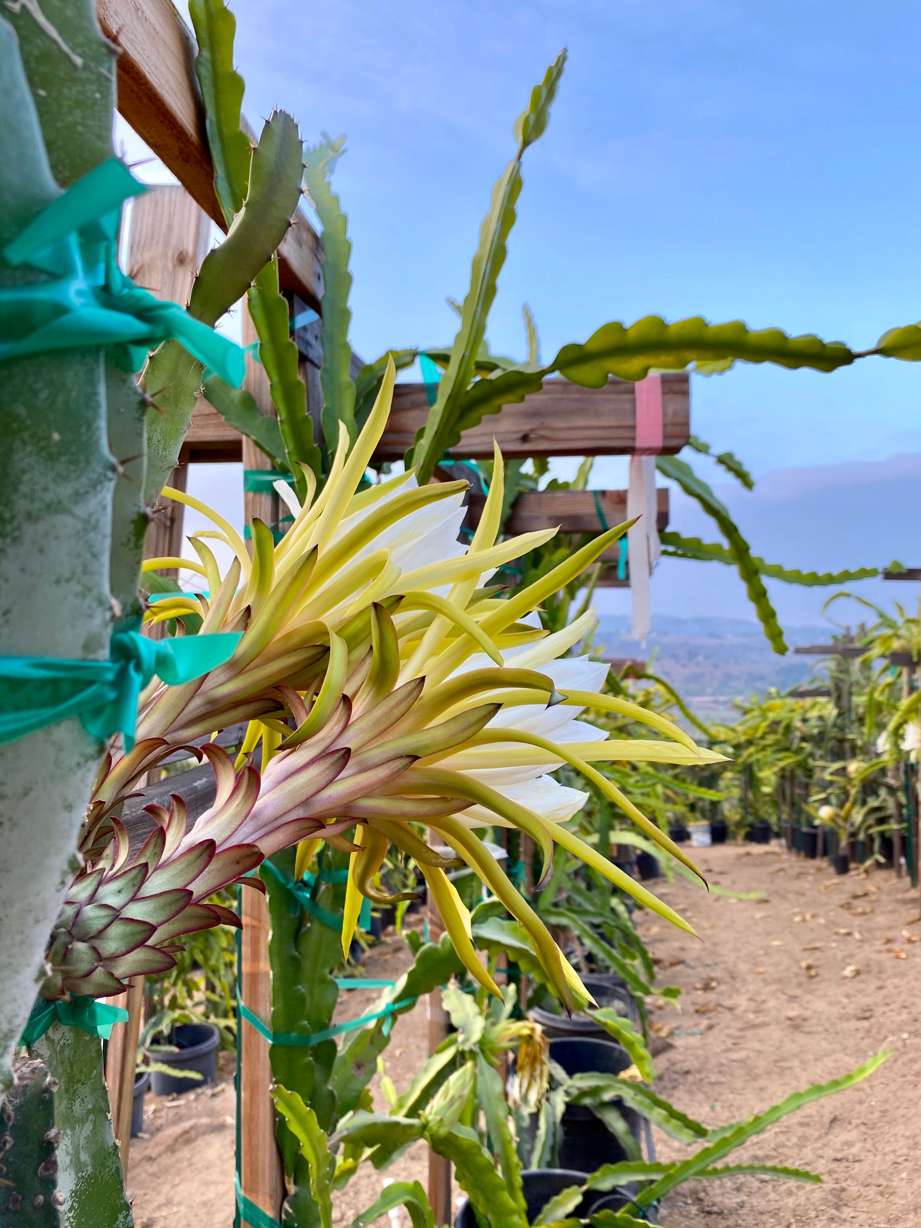 Red Leonardo – Oceanside Dragon Fruit