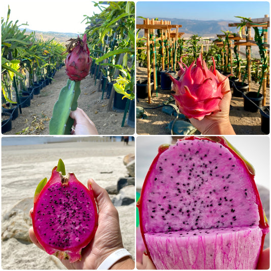 Gateway Pack (4 Dragon Fruit Varieties)