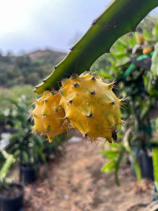 Palora Yellow