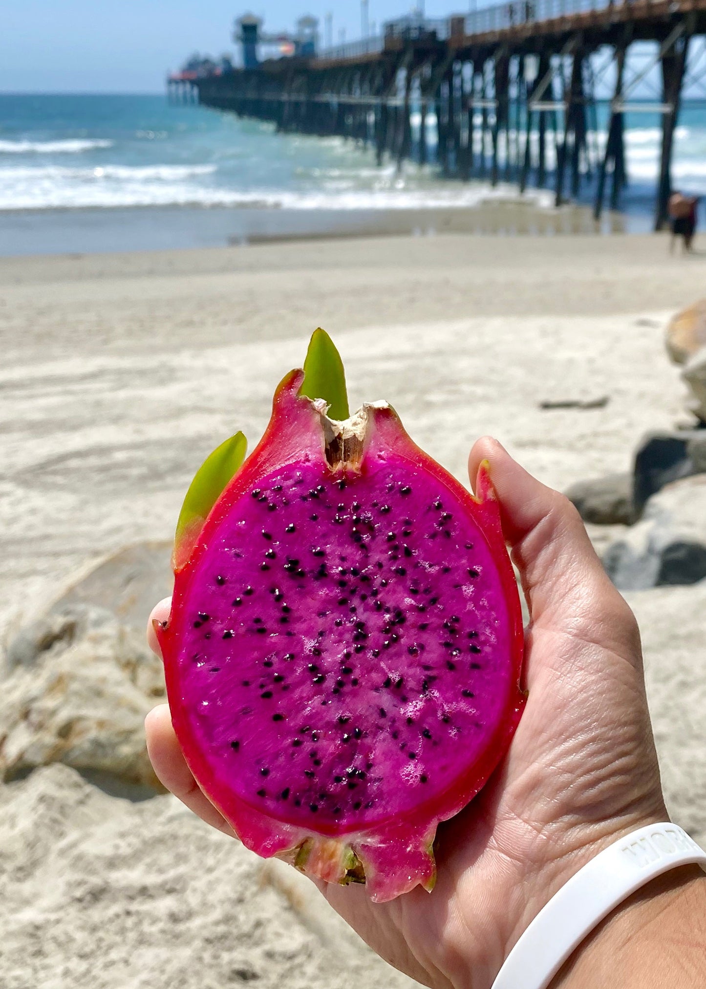 Gateway Pack (4 Dragon Fruit Varieties)