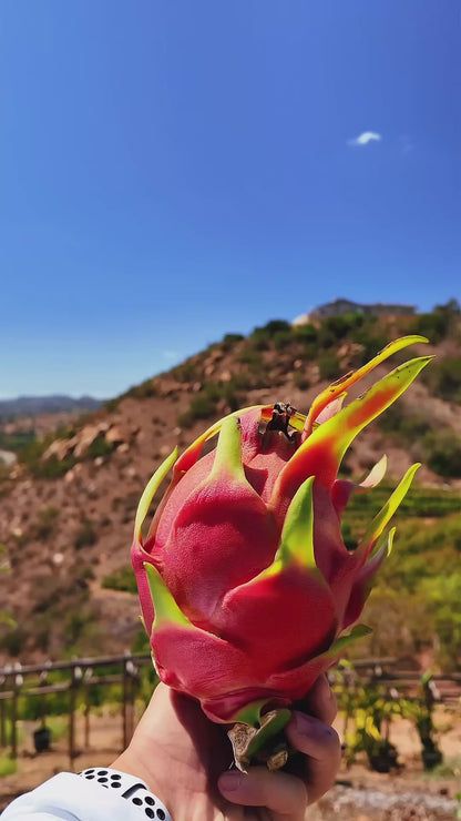 La Verne Red